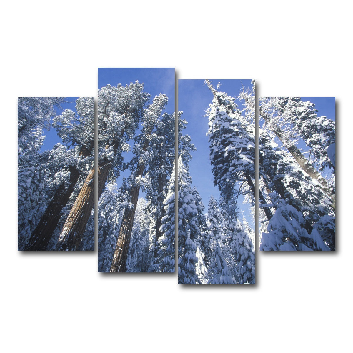 AUTO-MOCKUP WHITE | Redwoods Covered in Snow | 4 Piece | Gallery Wrap Canvas | group=4_short