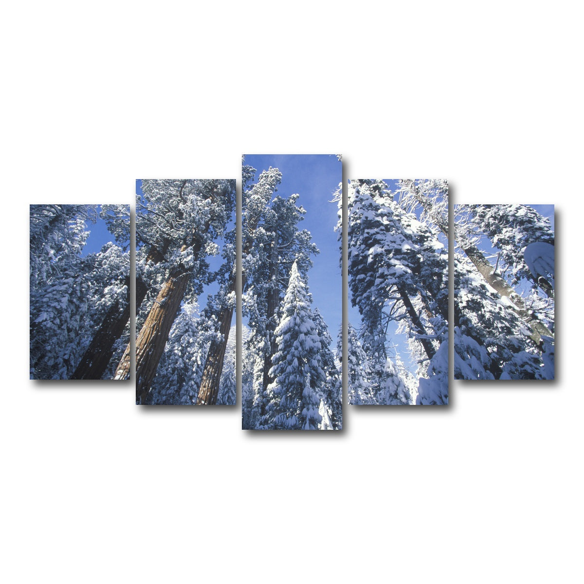AUTO-MOCKUP WHITE | Redwoods Covered in Snow | 5 Piece | Gallery Wrap Canvas | group=5_normal