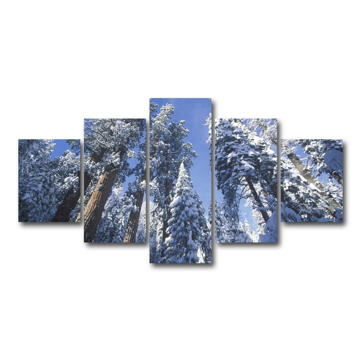 AUTO-MOCKUP WHITE | Redwoods Covered in Snow | 5 Piece | Gallery Wrap Canvas | group=5_short