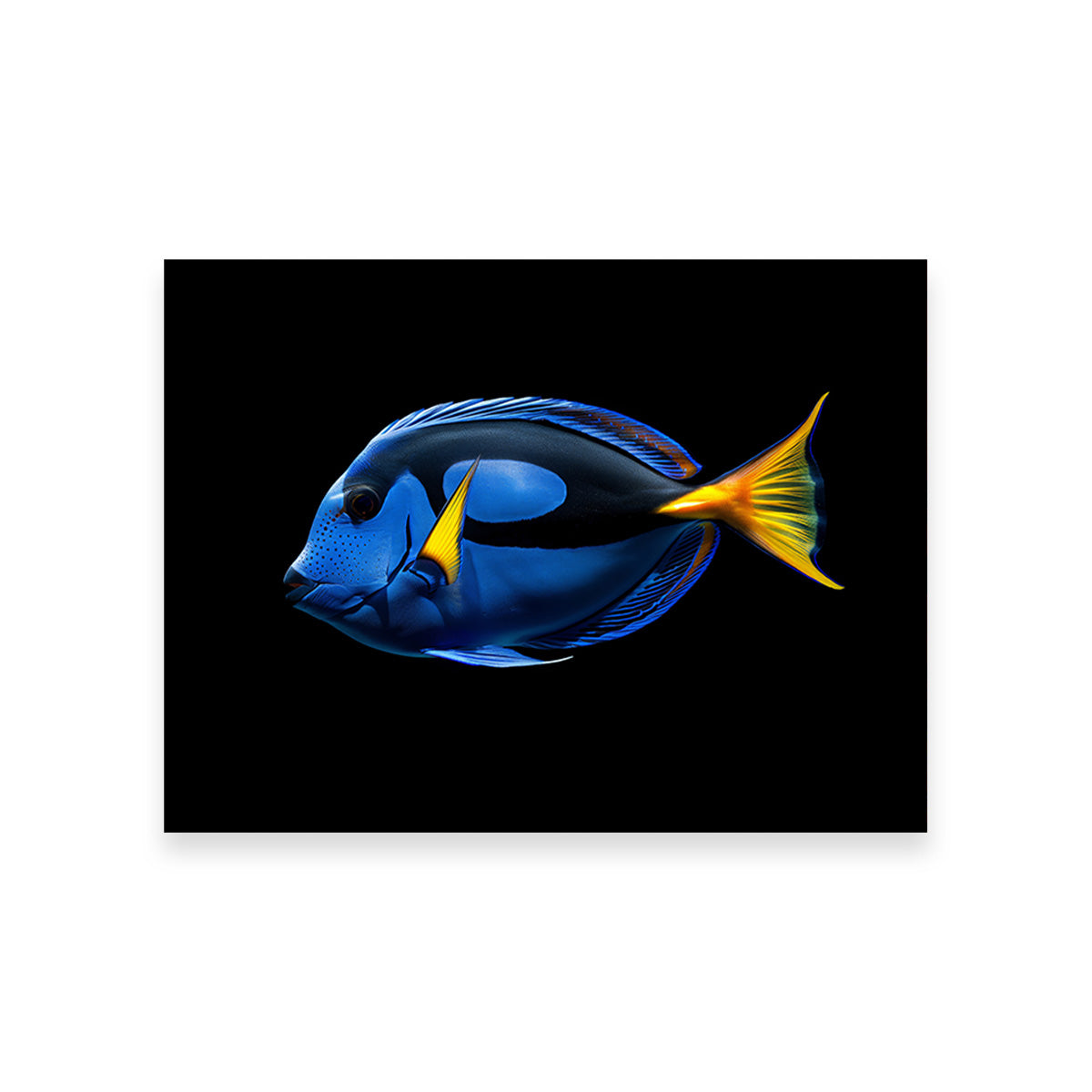 Regal Blue Tang FIsh Wall Art