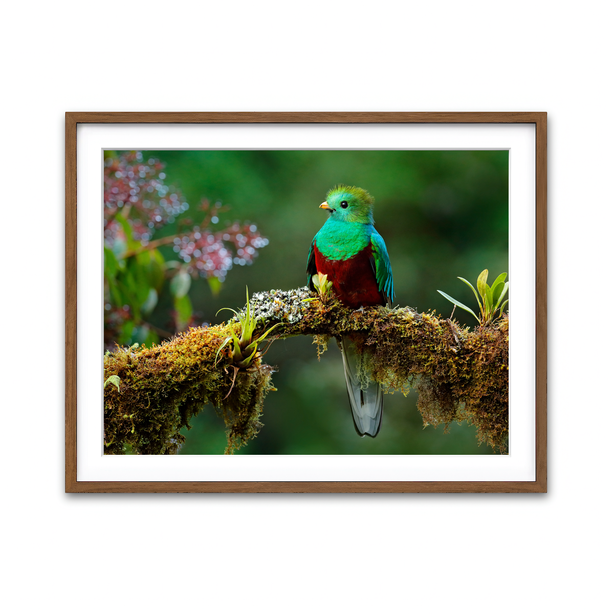 Framed Print 4x3 Walnut