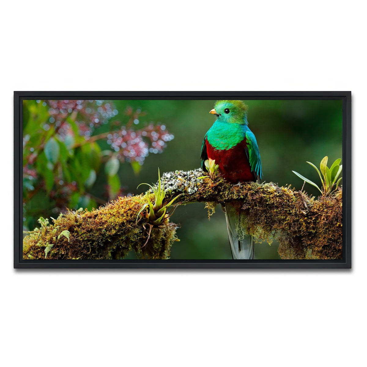 AUTO-MOCKUP WHITE | Resplendent quetzal | 1 Piece | Black Framed Canvas | group=2x1