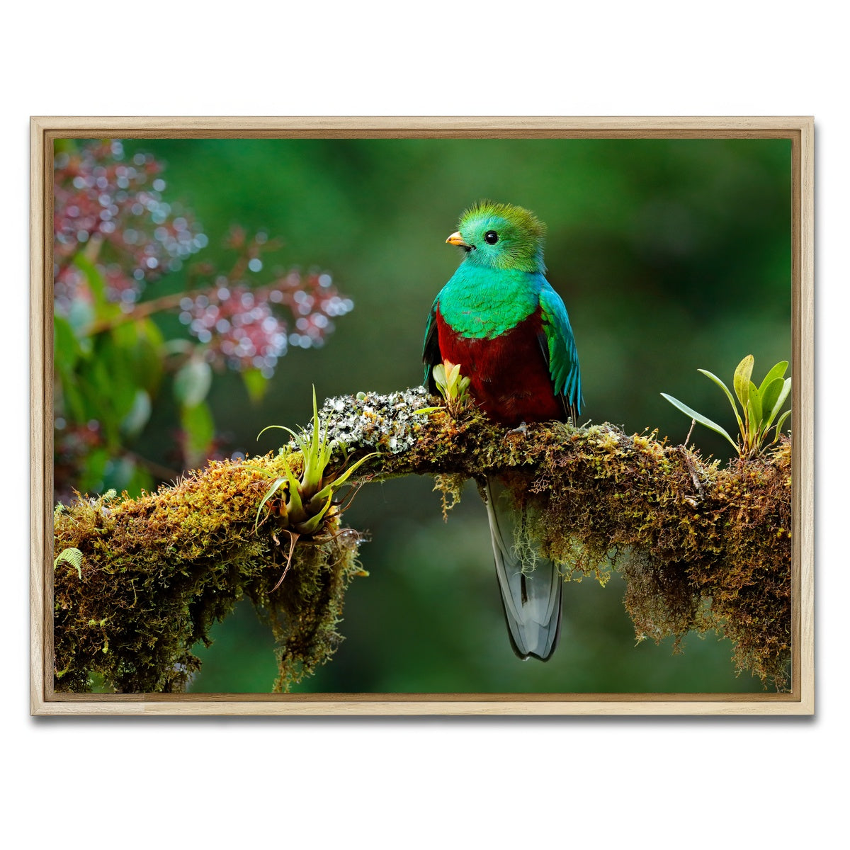 AUTO-MOCKUP WHITE | Resplendent quetzal | 1 Piece | Natural Framed Canvas | group=4x3