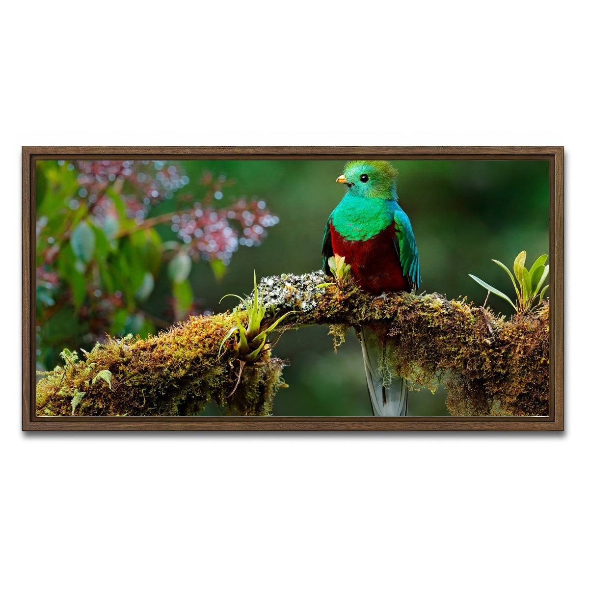 AUTO-MOCKUP WHITE | Resplendent quetzal | 1 Piece | Walnut Framed Canvas | group=2x1