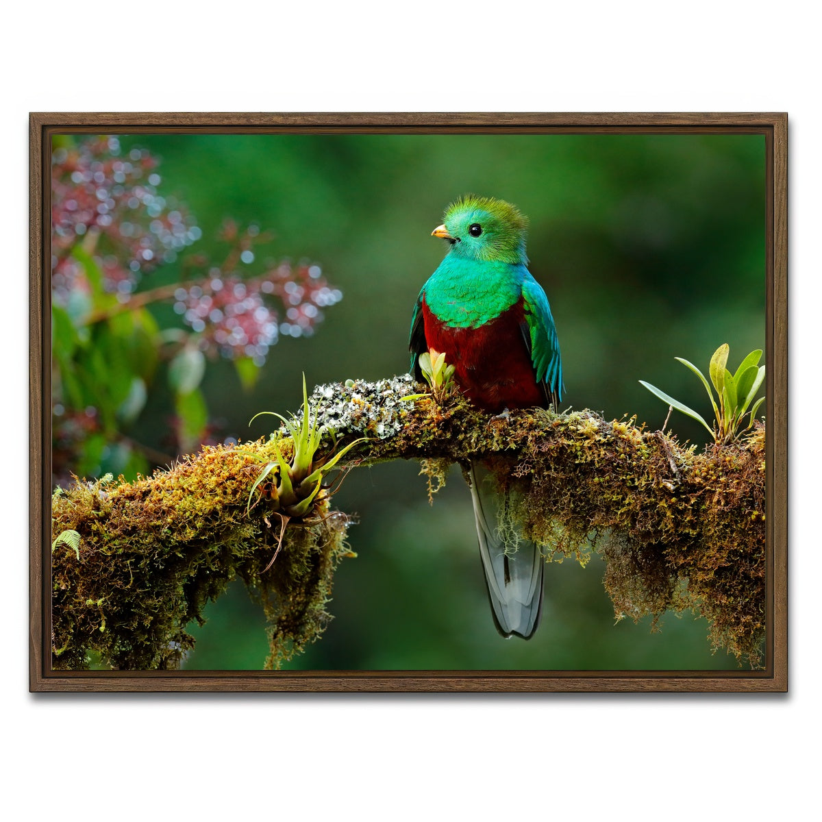 AUTO-MOCKUP WHITE | Resplendent quetzal | 1 Piece | Walnut Framed Canvas | group=4x3