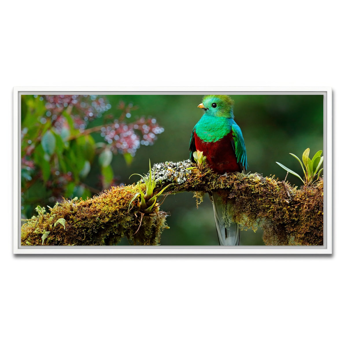 AUTO-MOCKUP WHITE | Resplendent quetzal | 1 Piece | White Framed Canvas | group=2x1