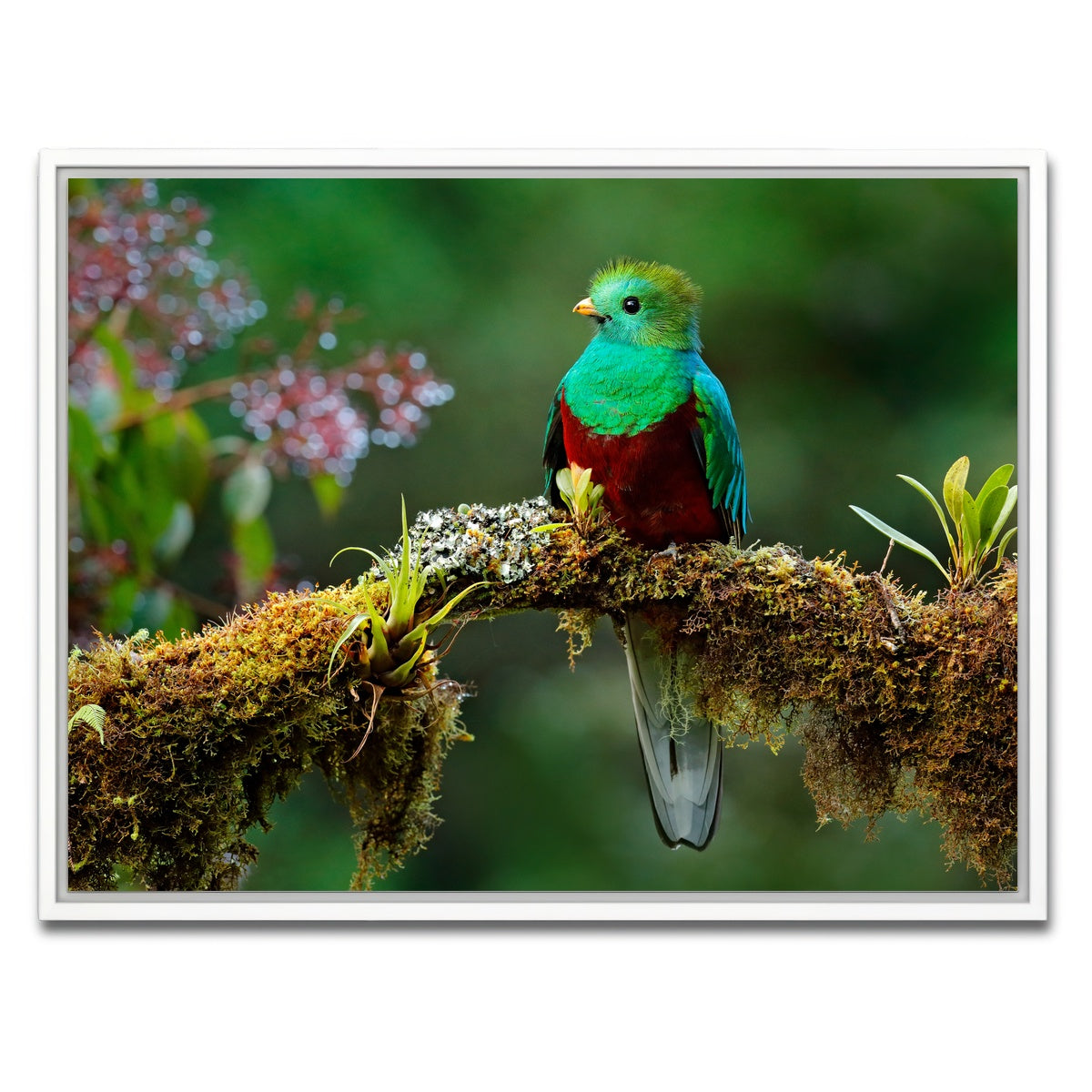AUTO-MOCKUP WHITE | Resplendent quetzal | 1 Piece | White Framed Canvas | group=4x3