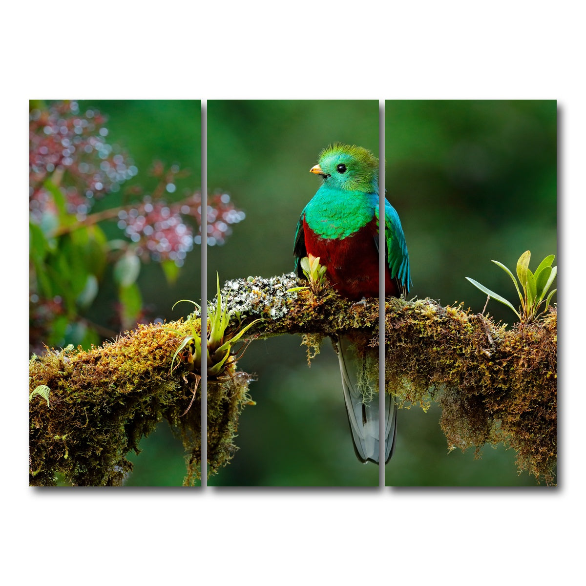 AUTO-MOCKUP WHITE | Resplendent quetzal | 3 Piece | Gallery Wrap Canvas | group=8x18