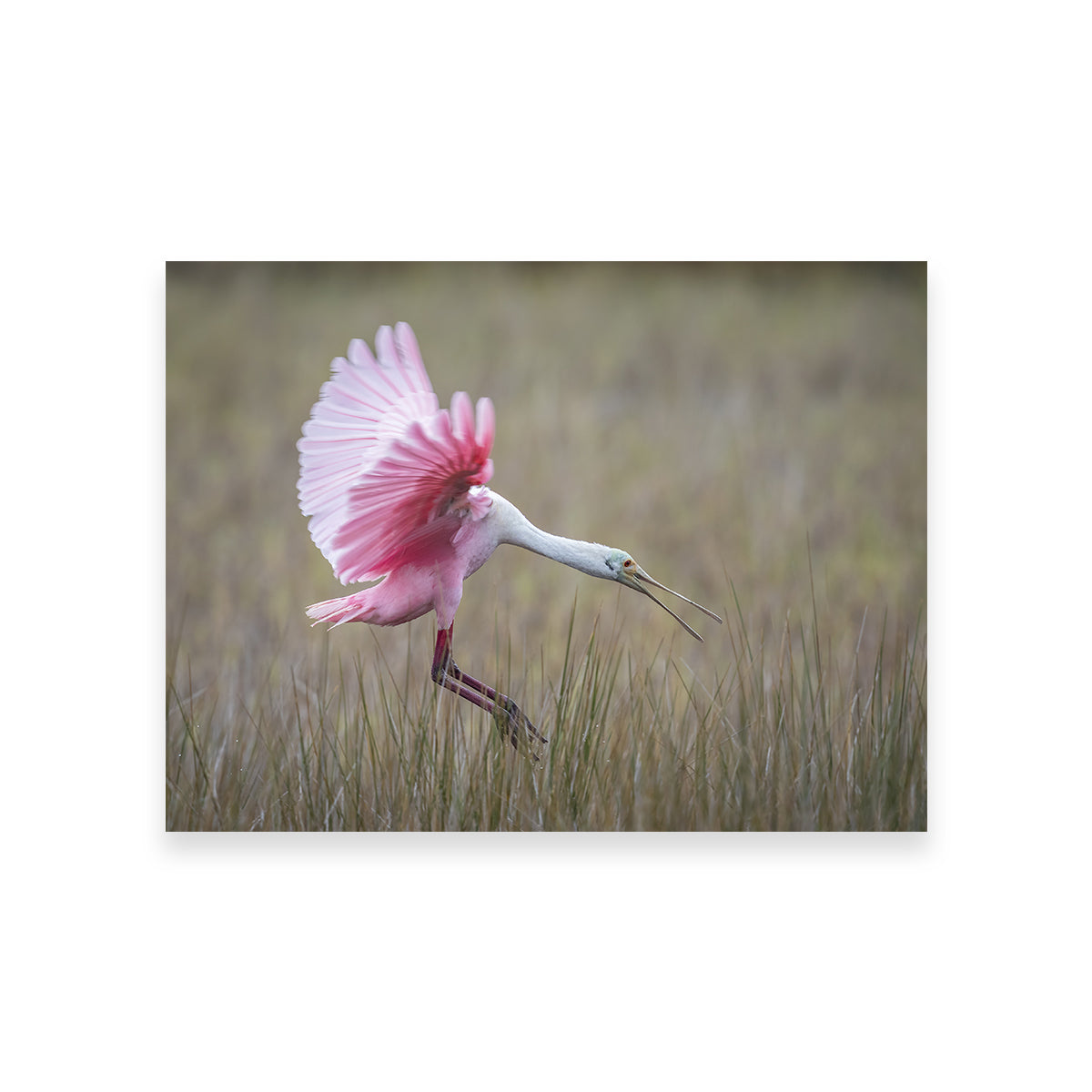 Roseate Spoonbill - Merritt Island Wildlife Refuge