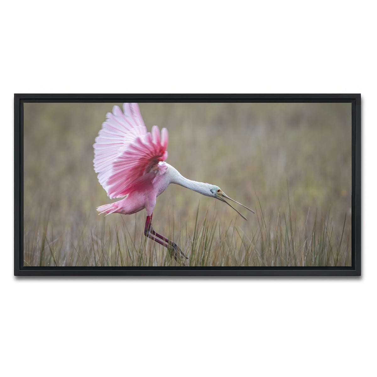 AUTO-MOCKUP WHITE | Roseate Spoonbill - Merritt Island Wildlife Refuge | 1 Piece | Black Framed Canvas | group=2x1