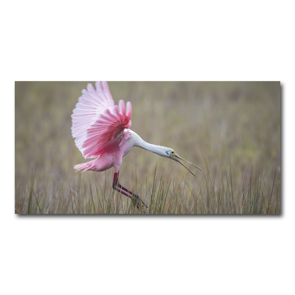 AUTO-MOCKUP WHITE | Roseate Spoonbill - Merritt Island Wildlife Refuge | 1 Piece | Gallery Wrap Canvas | group=2x1