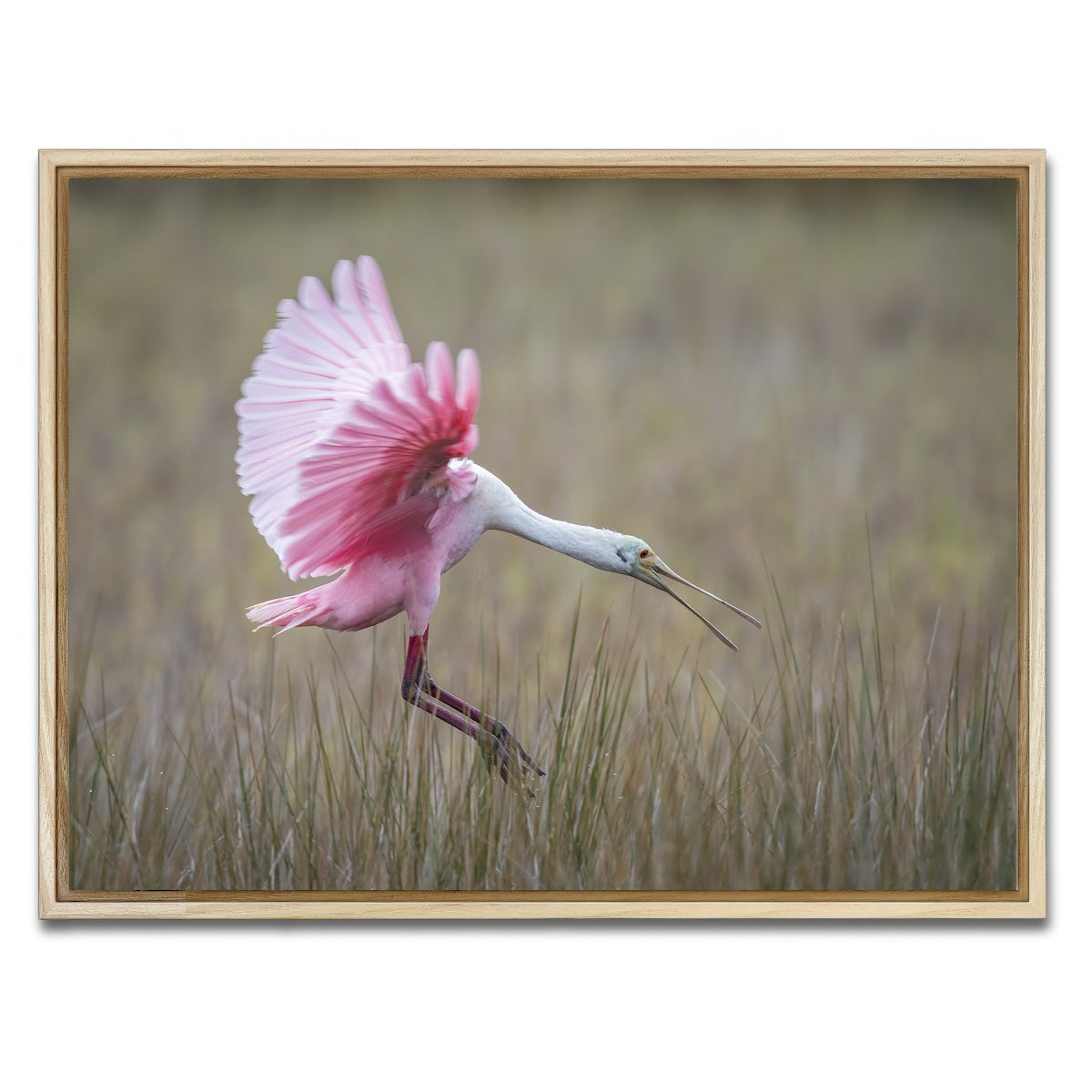AUTO-MOCKUP WHITE | Roseate Spoonbill - Merritt Island Wildlife Refuge | 1 Piece | Natural Framed Canvas | group=4x3