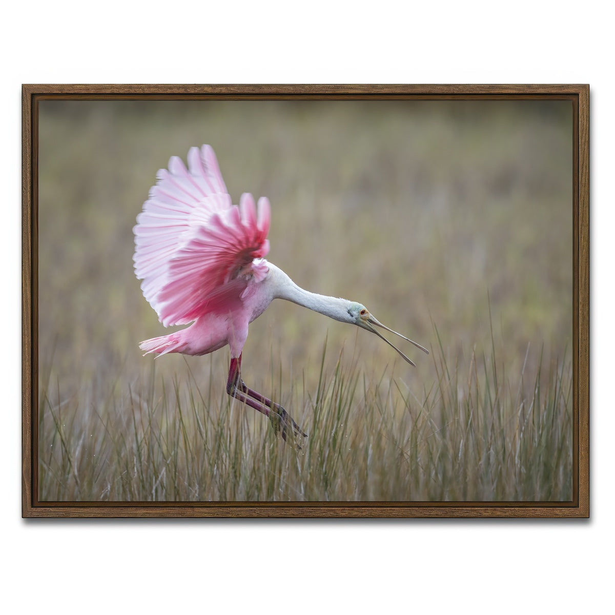 AUTO-MOCKUP WHITE | Roseate Spoonbill - Merritt Island Wildlife Refuge | 1 Piece | Walnut Framed Canvas | group=4x3
