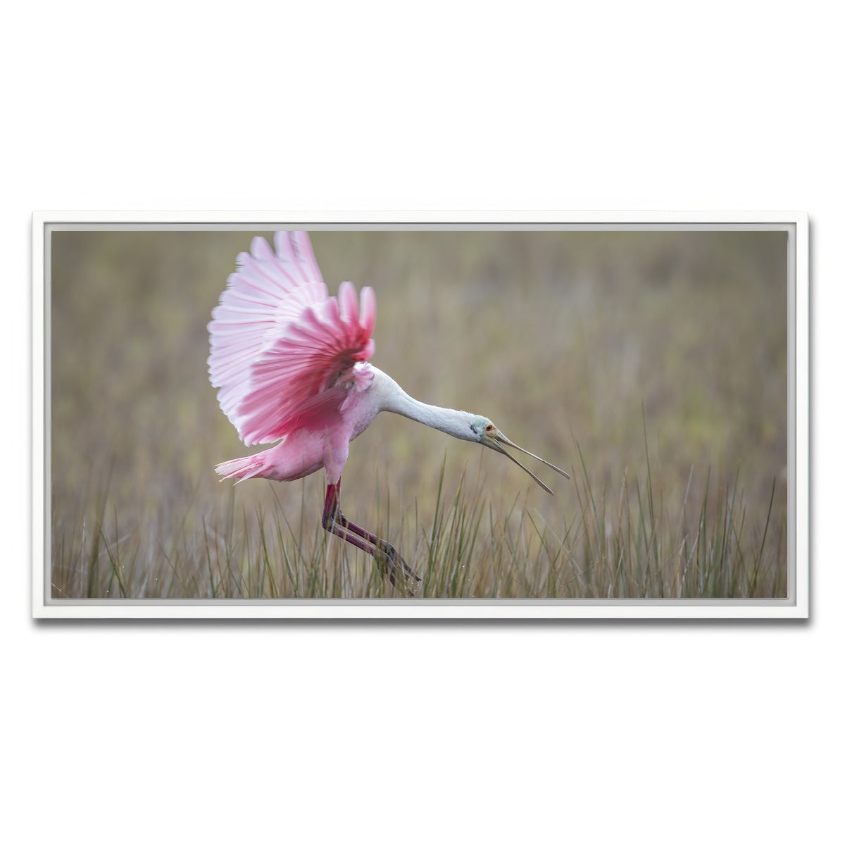 AUTO-MOCKUP WHITE | Roseate Spoonbill - Merritt Island Wildlife Refuge | 1 Piece | White Framed Canvas | group=2x1