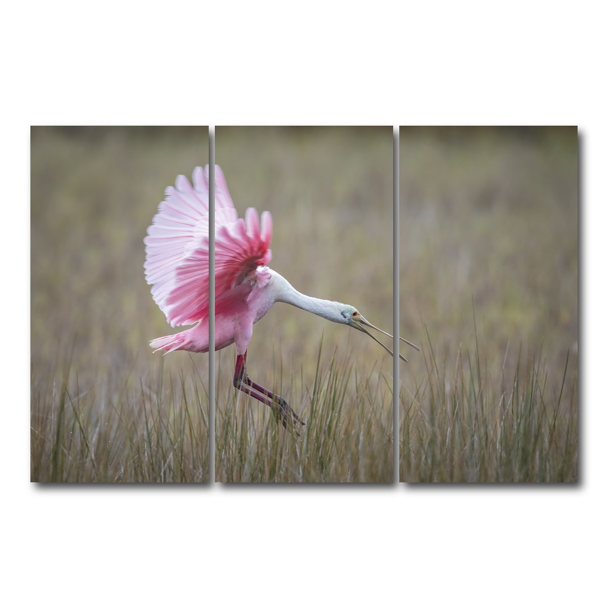 AUTO-MOCKUP WHITE | Roseate Spoonbill - Merritt Island Wildlife Refuge | 3 Piece | Gallery Wrap Canvas | group=12x24