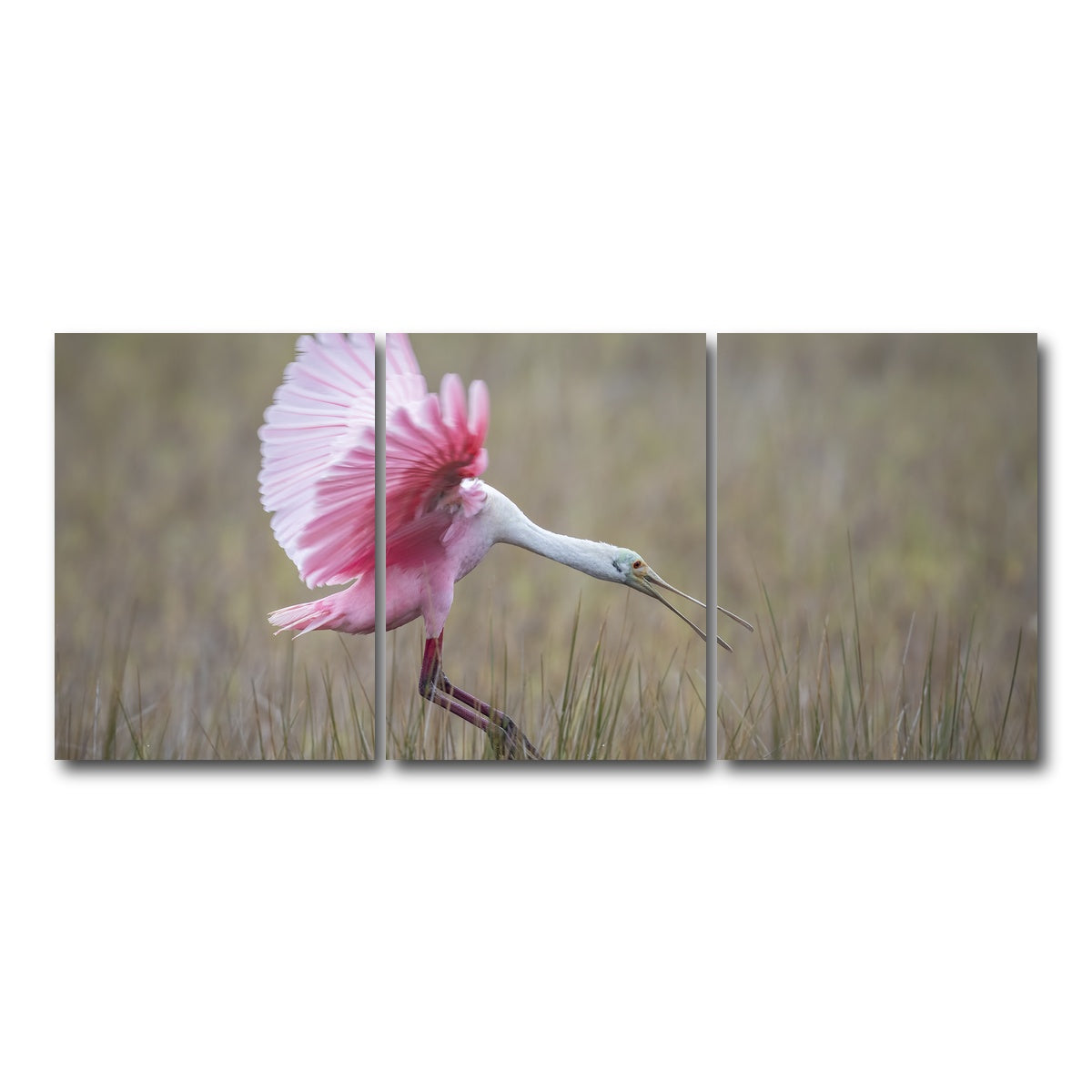 AUTO-MOCKUP WHITE | Roseate Spoonbill - Merritt Island Wildlife Refuge | 3 Piece | Gallery Wrap Canvas | group=18x24