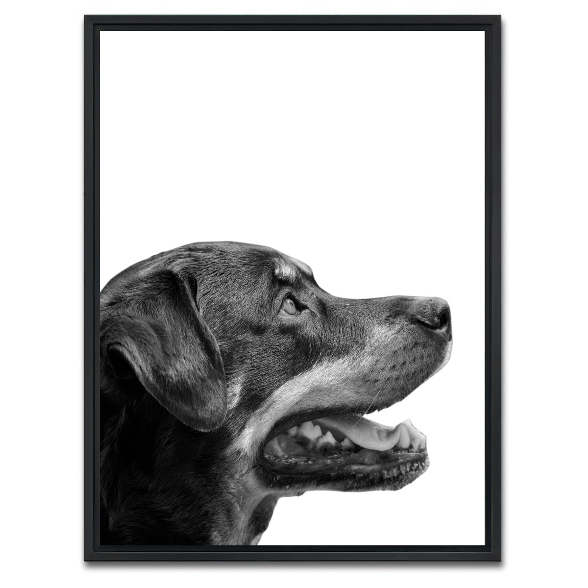 AUTO-MOCKUP WHITE | Rottweiler Dog Face | 1 Piece | Black Framed Canvas | group=3x4