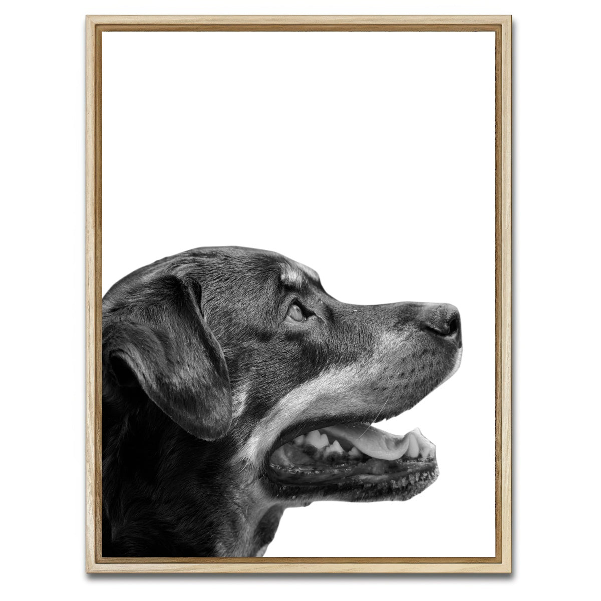 AUTO-MOCKUP WHITE | Rottweiler Dog Face | 1 Piece | Natural Framed Canvas | group=3x4