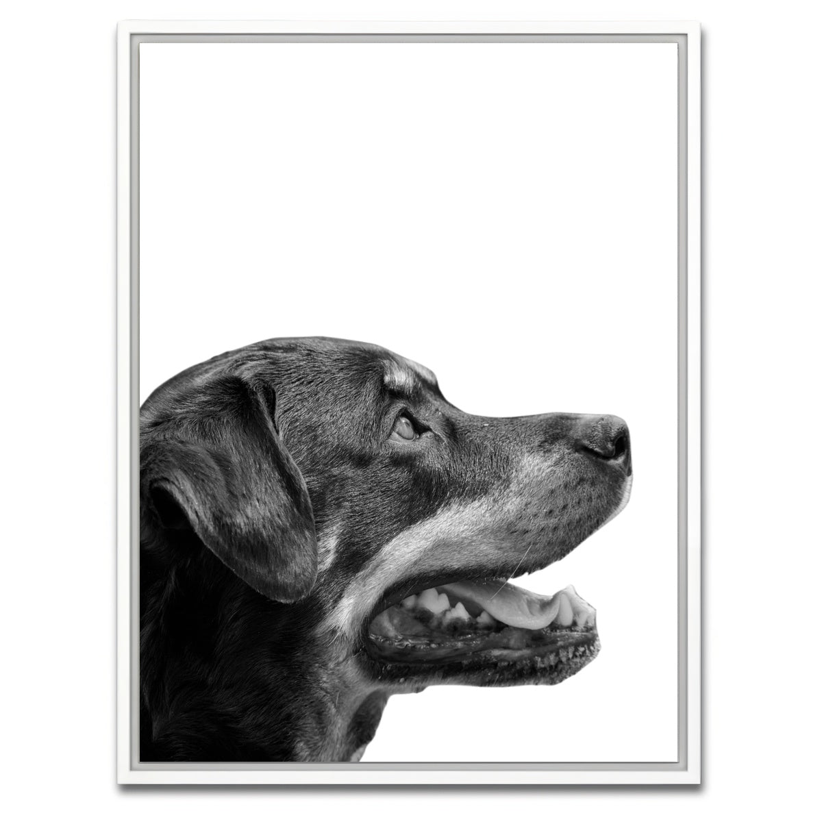 AUTO-MOCKUP WHITE | Rottweiler Dog Face | 1 Piece | White Framed Canvas | group=3x4