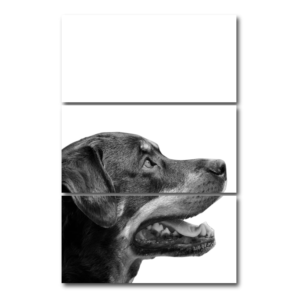 AUTO-MOCKUP WHITE | Rottweiler Dog Face | 3 Piece | Gallery Wrap Canvas | group=12x24_stacked