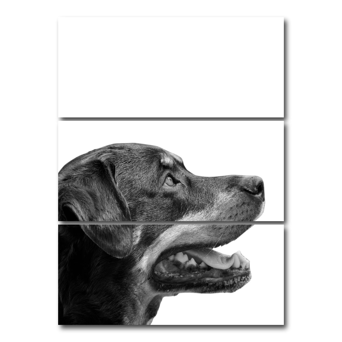 AUTO-MOCKUP WHITE | Rottweiler Dog Face | 3 Piece | Gallery Wrap Canvas | group=8x18_stacked