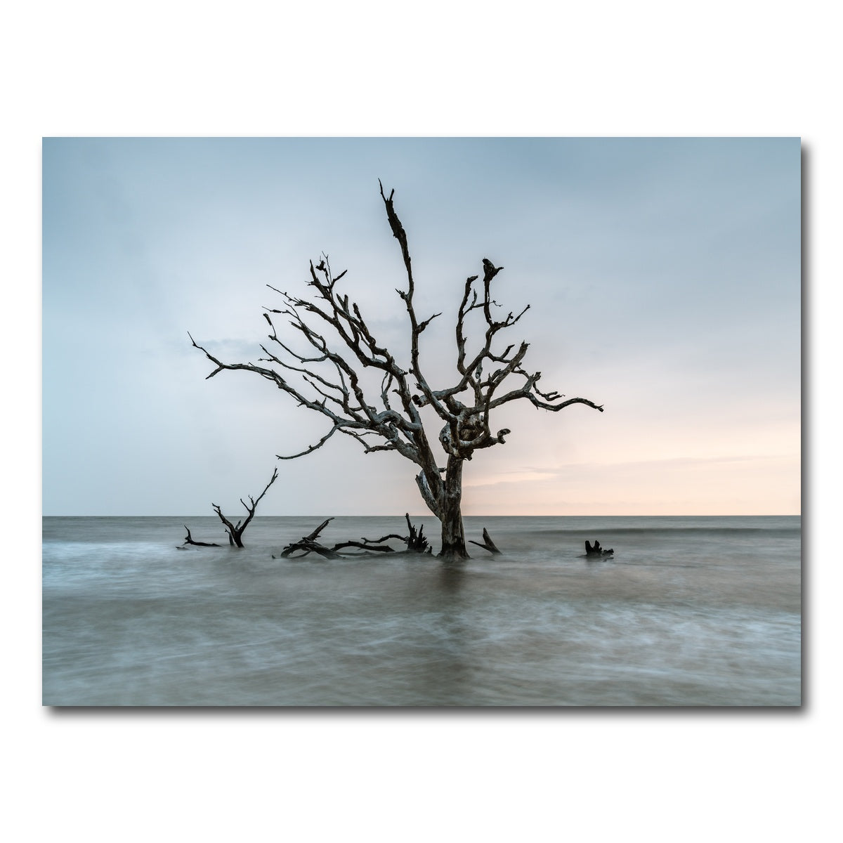 AUTO-MOCKUP WHITE | Salt Tree | 1 Piece | Gallery Wrap Canvas | group=4x3