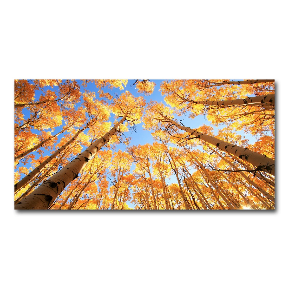 AUTO-MOCKUP WHITE | San Juan Aspens | 1 Piece | Gallery Wrap Canvas | group=2x1