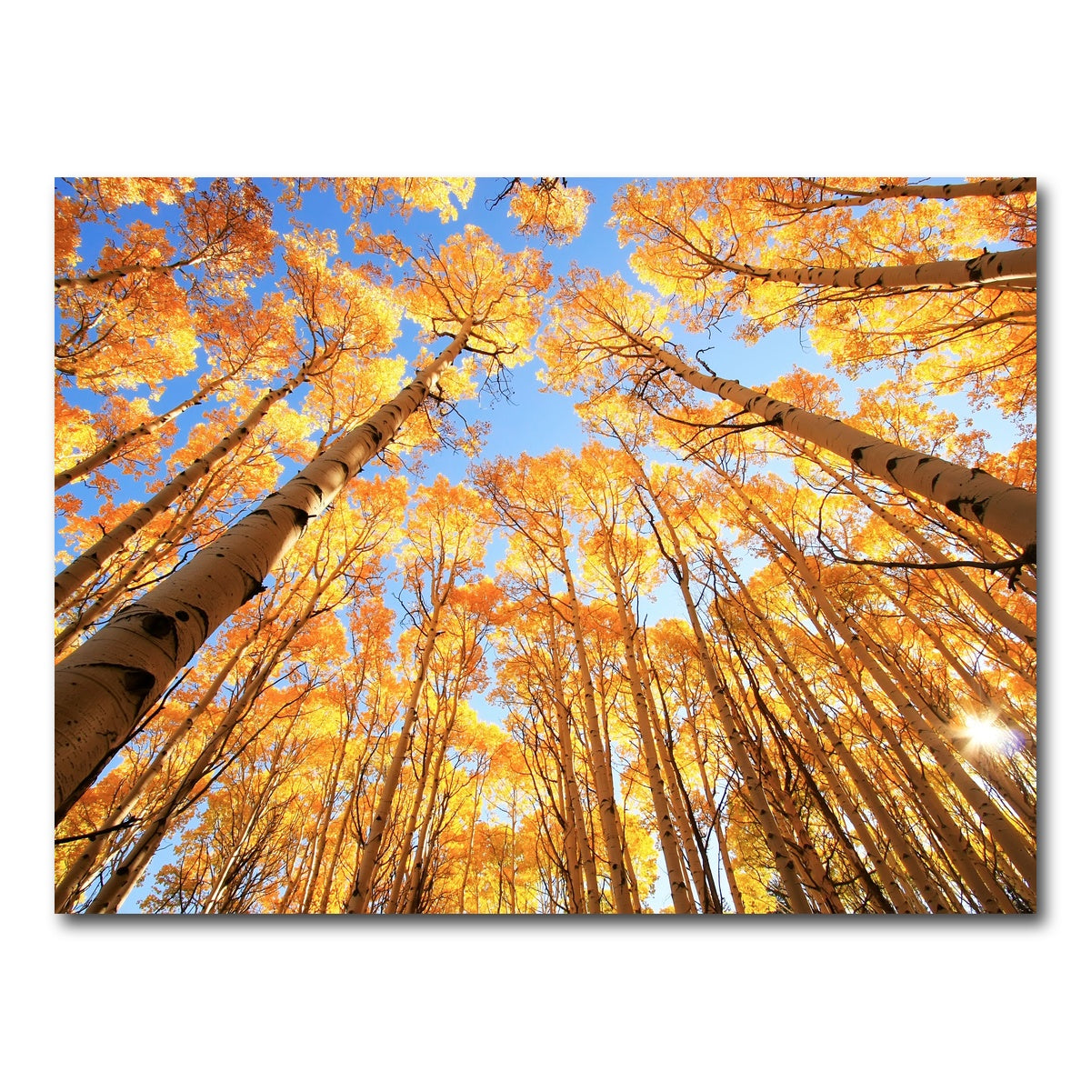 AUTO-MOCKUP WHITE | San Juan Aspens | 1 Piece | Gallery Wrap Canvas | group=4x3