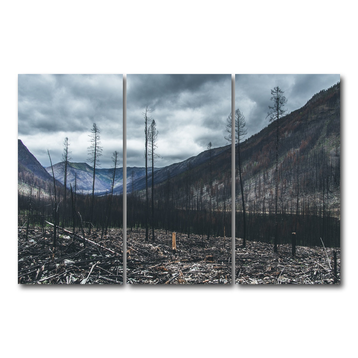 AUTO-MOCKUP WHITE | Scorched Trees | 3 Piece | Gallery Wrap Canvas | group=12x24