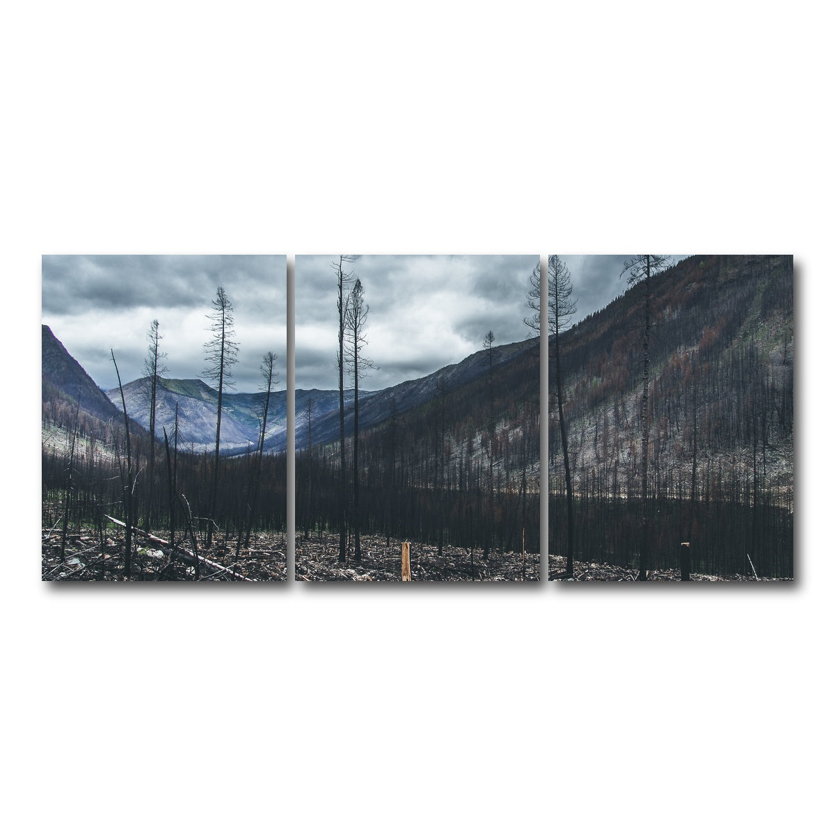AUTO-MOCKUP WHITE | Scorched Trees | 3 Piece | Gallery Wrap Canvas | group=18x24