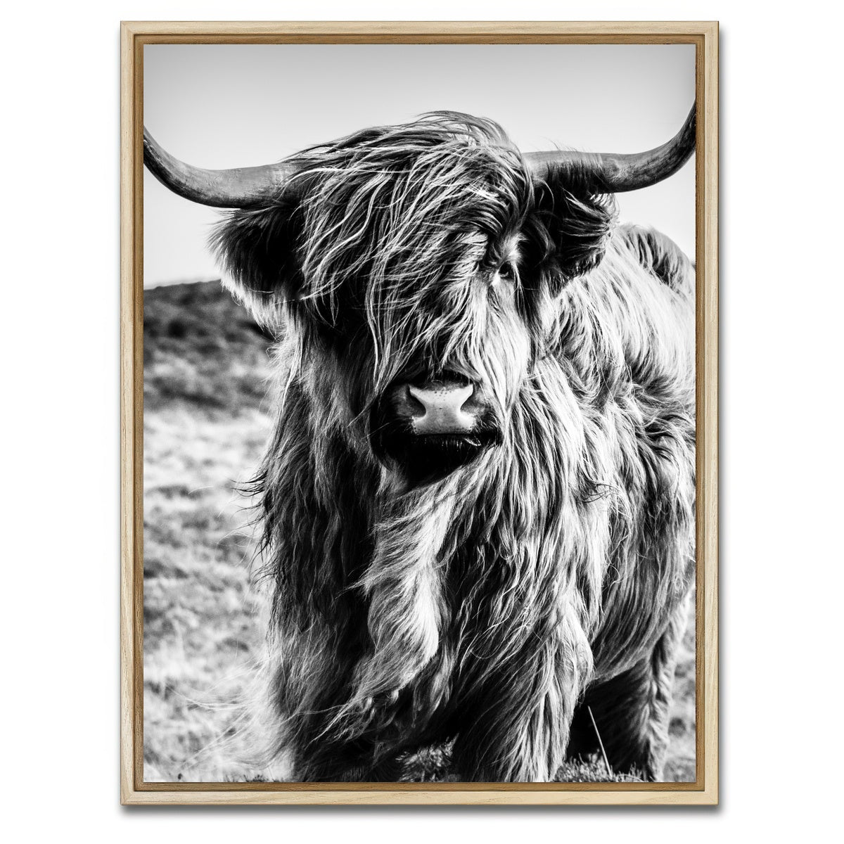 AUTO-MOCKUP WHITE | Scottish highland cow | 1 Piece | Natural Framed Canvas | group=3x4