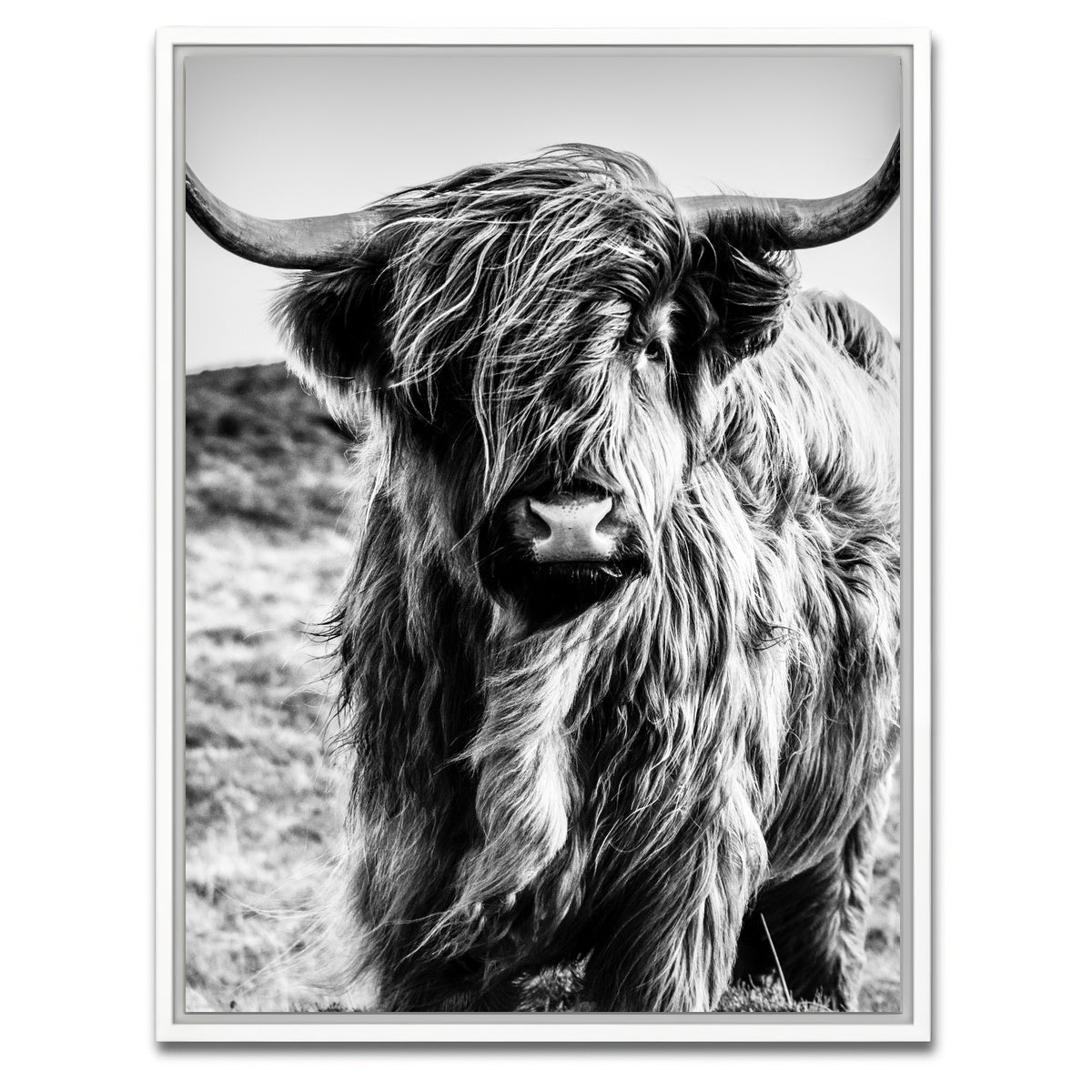 AUTO-MOCKUP WHITE | Scottish highland cow | 1 Piece | White Framed Canvas | group=3x4