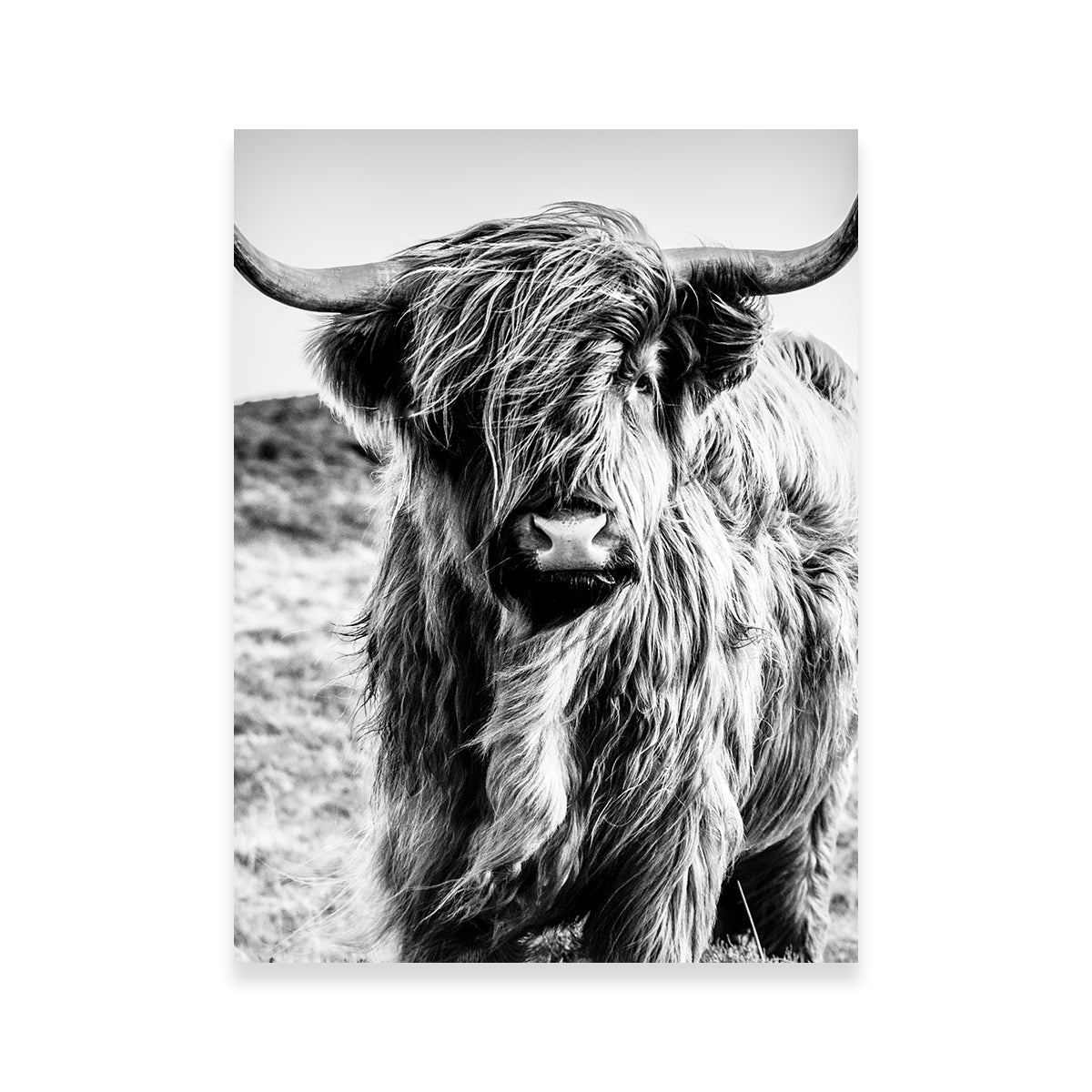 Scottish Highland Cow Wall Art