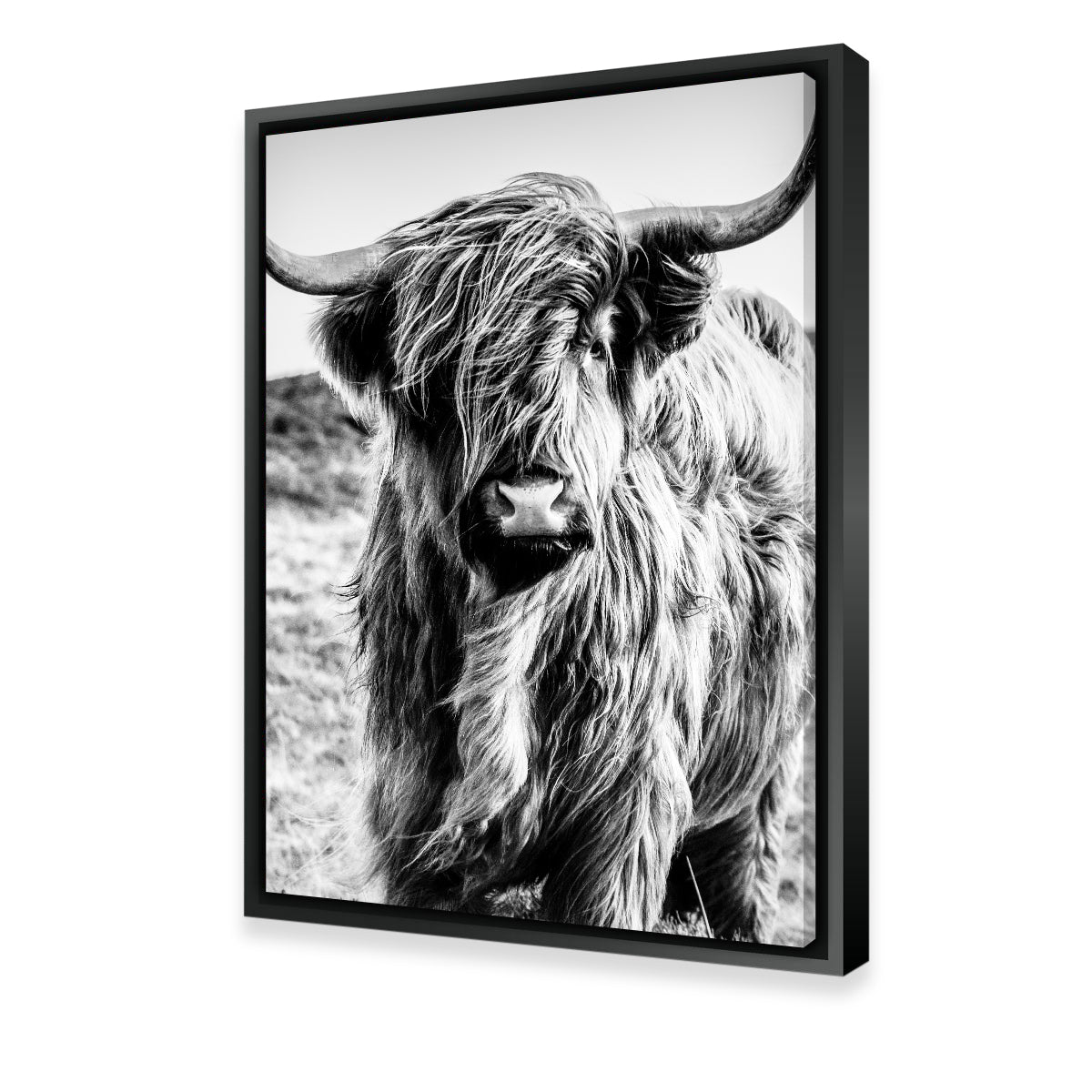 Scottish Highland Cow Wall Art