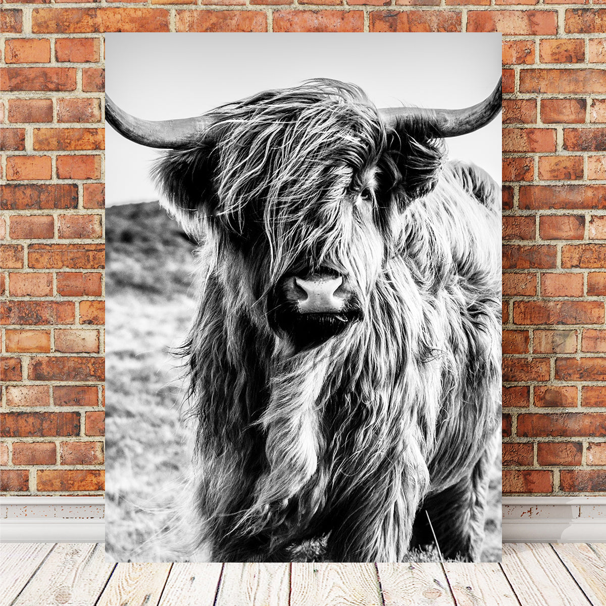 Scottish Highland Cow Wall Art