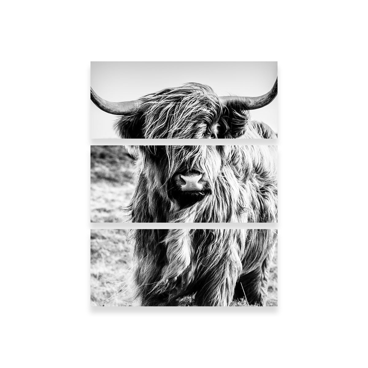 Scottish Highland Cow Wall Art