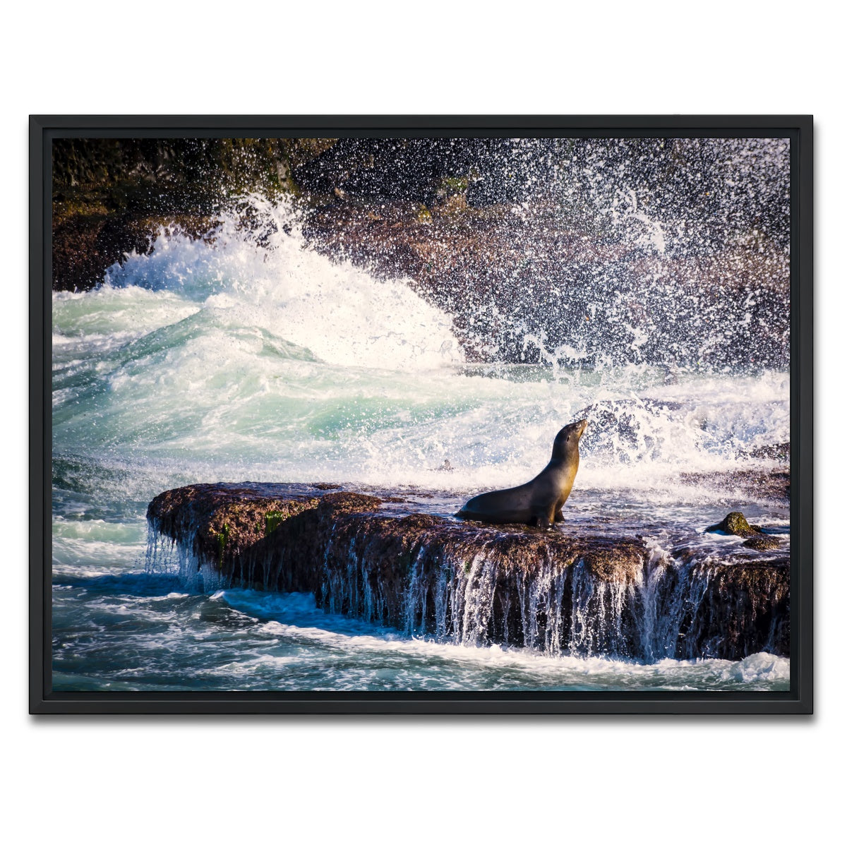 AUTO-MOCKUP WHITE | Sea Lion Surf La Jolla | 1 Piece | Black Framed Canvas | group=4x3