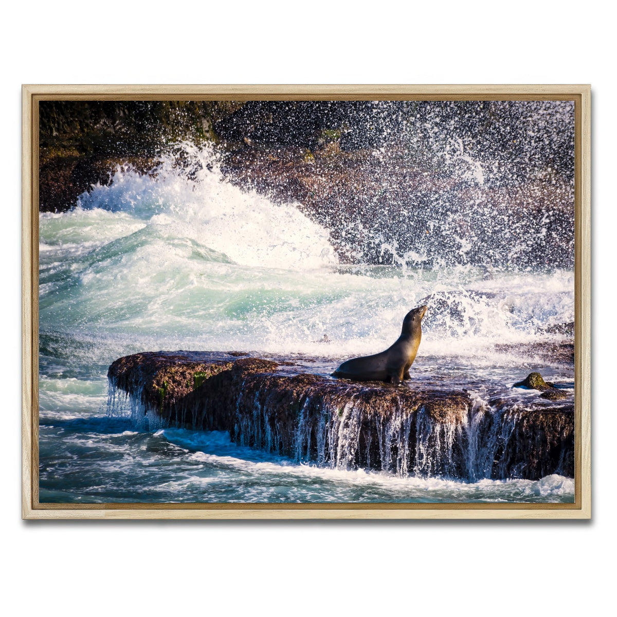 AUTO-MOCKUP WHITE | Sea Lion Surf La Jolla | 1 Piece | Natural Framed Canvas | group=4x3