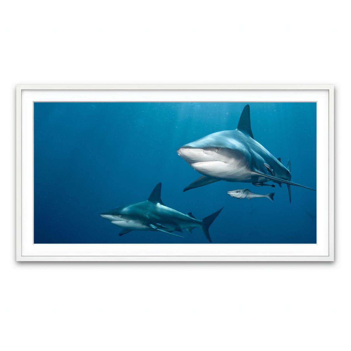 Framed Print 2x1 White