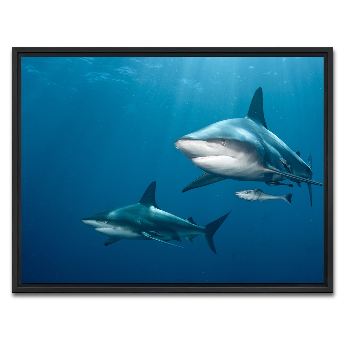 AUTO-MOCKUP WHITE | Shark Pair | 1 Piece | Black Framed Canvas | group=4x3