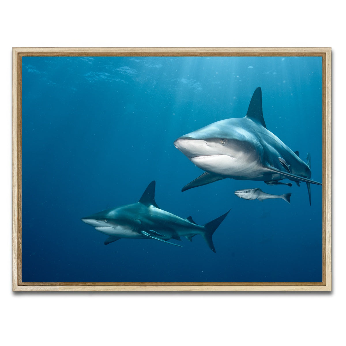 AUTO-MOCKUP WHITE | Shark Pair | 1 Piece | Natural Framed Canvas | group=4x3