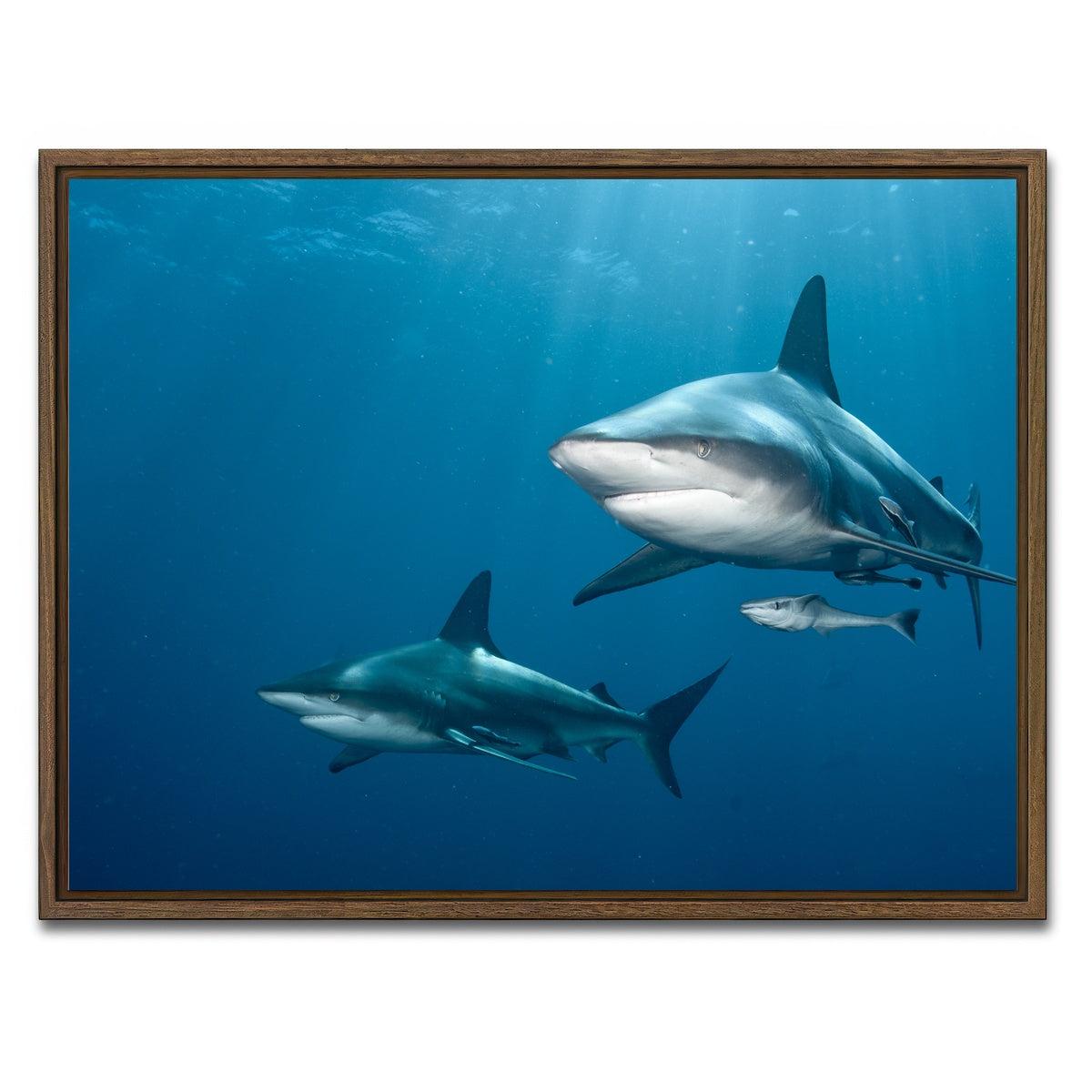 AUTO-MOCKUP WHITE | Shark Pair | 1 Piece | Walnut Framed Canvas | group=4x3