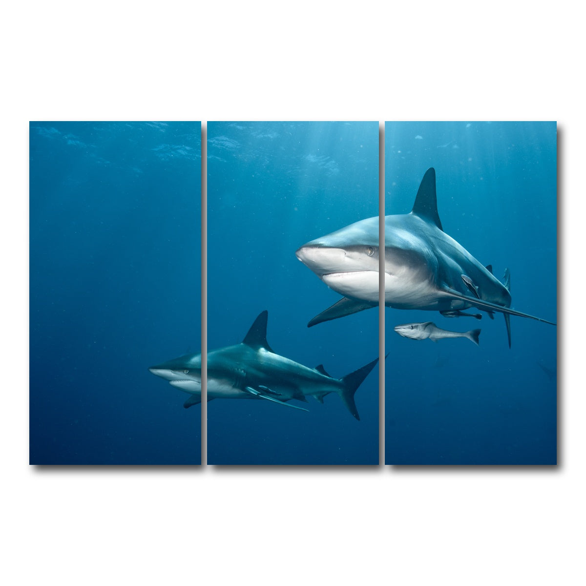 AUTO-MOCKUP WHITE | Shark Pair | 3 Piece | Gallery Wrap Canvas | group=12x24