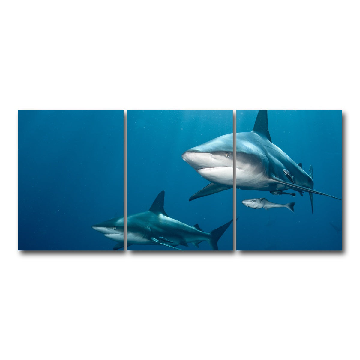 AUTO-MOCKUP WHITE | Shark Pair | 3 Piece | Gallery Wrap Canvas | group=18x24
