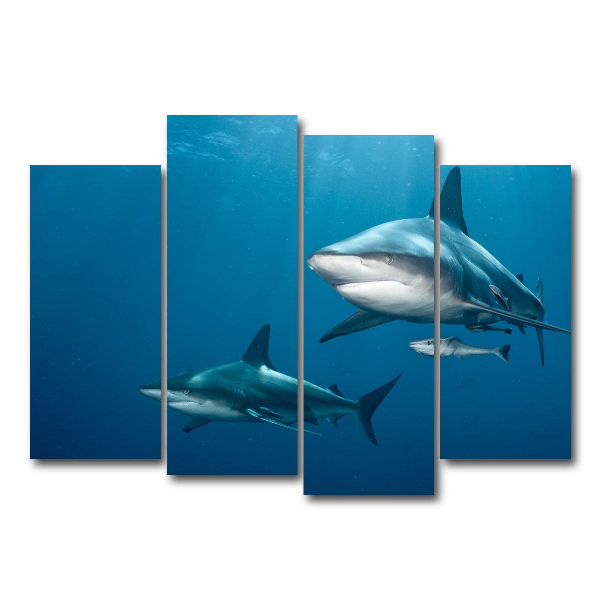 AUTO-MOCKUP WHITE | Shark Pair | 4 Piece | Gallery Wrap Canvas | group=4_normal