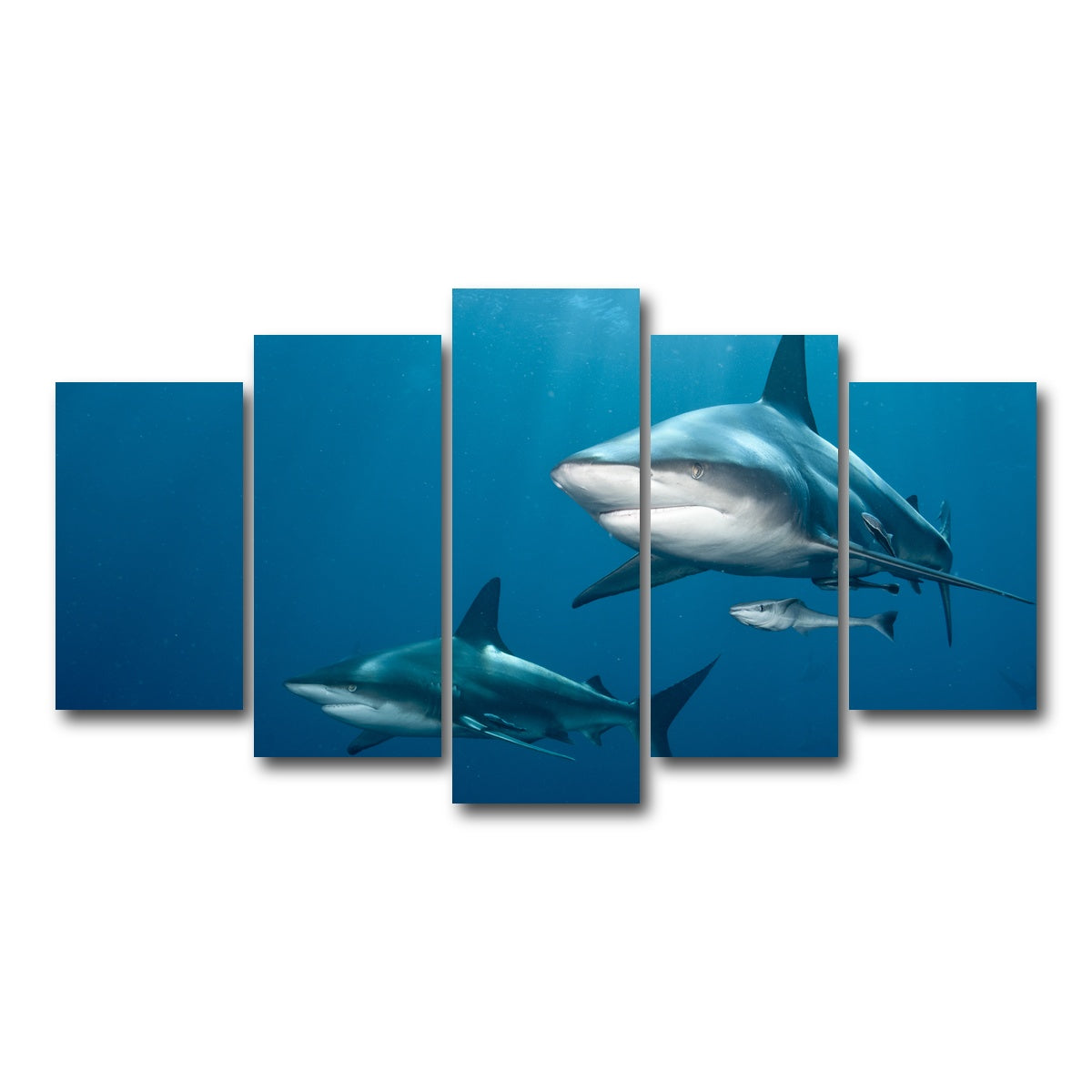 AUTO-MOCKUP WHITE | Shark Pair | 5 Piece | Gallery Wrap Canvas | group=5_normal