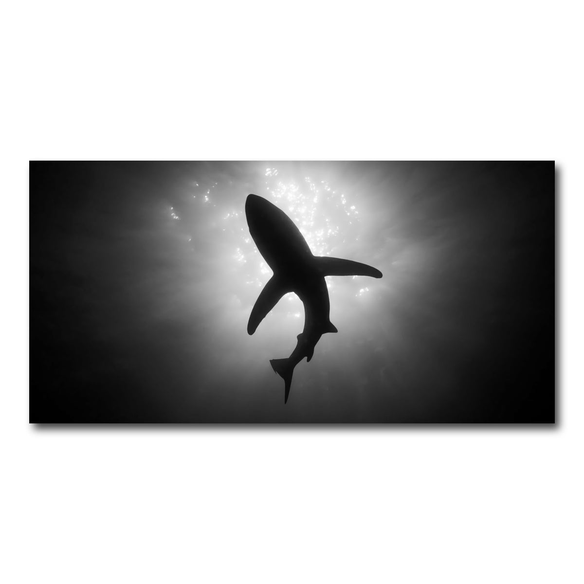 AUTO-MOCKUP WHITE | Shark Silhouette | 1 Piece | Gallery Wrap Canvas | group=2x1