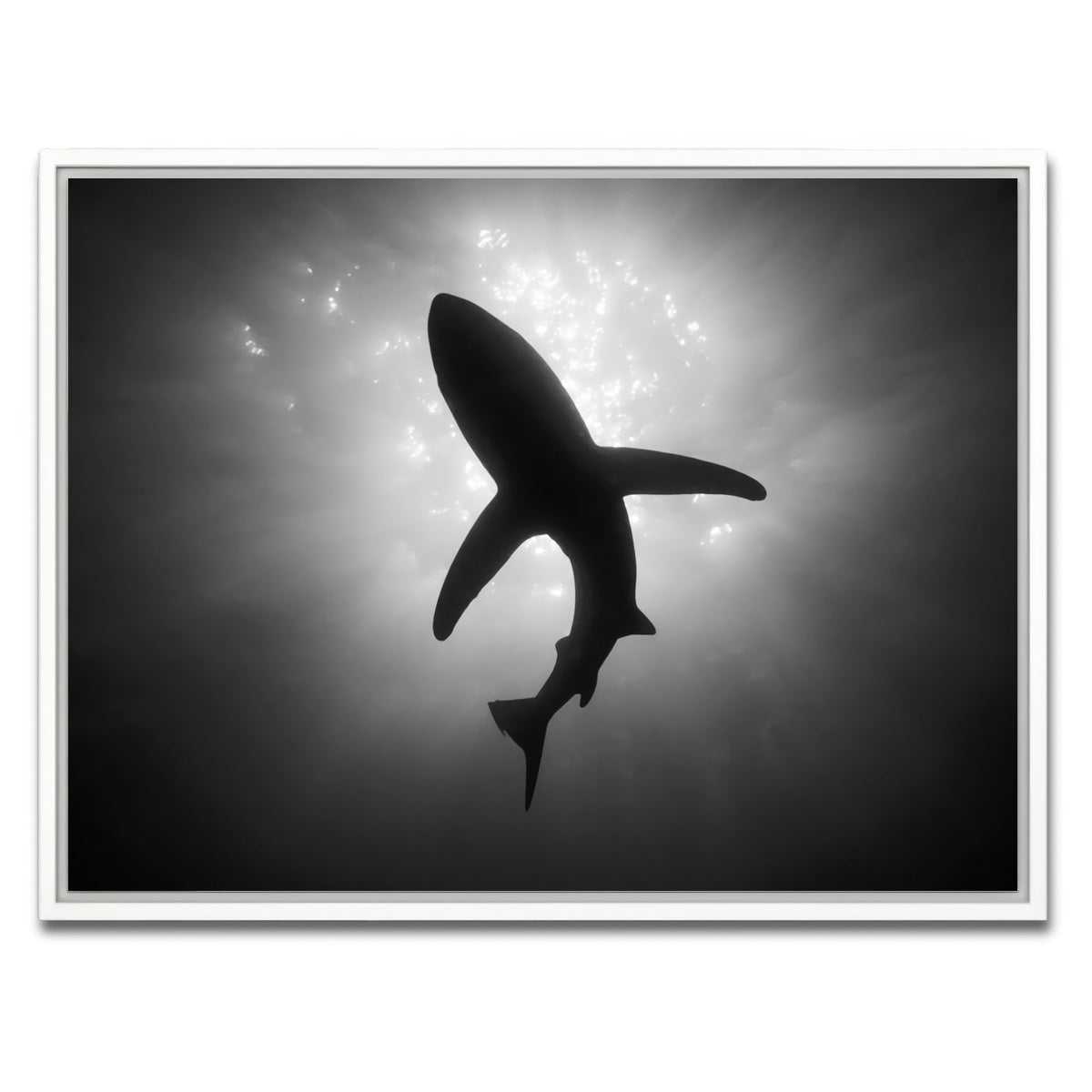 AUTO-MOCKUP WHITE | Shark Silhouette | 1 Piece | White Framed Canvas | group=4x3