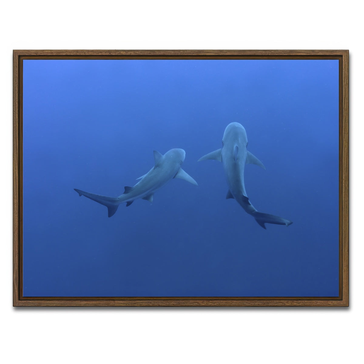 AUTO-MOCKUP WHITE | Shark mates | 1 Piece | Walnut Framed Canvas | group=4x3