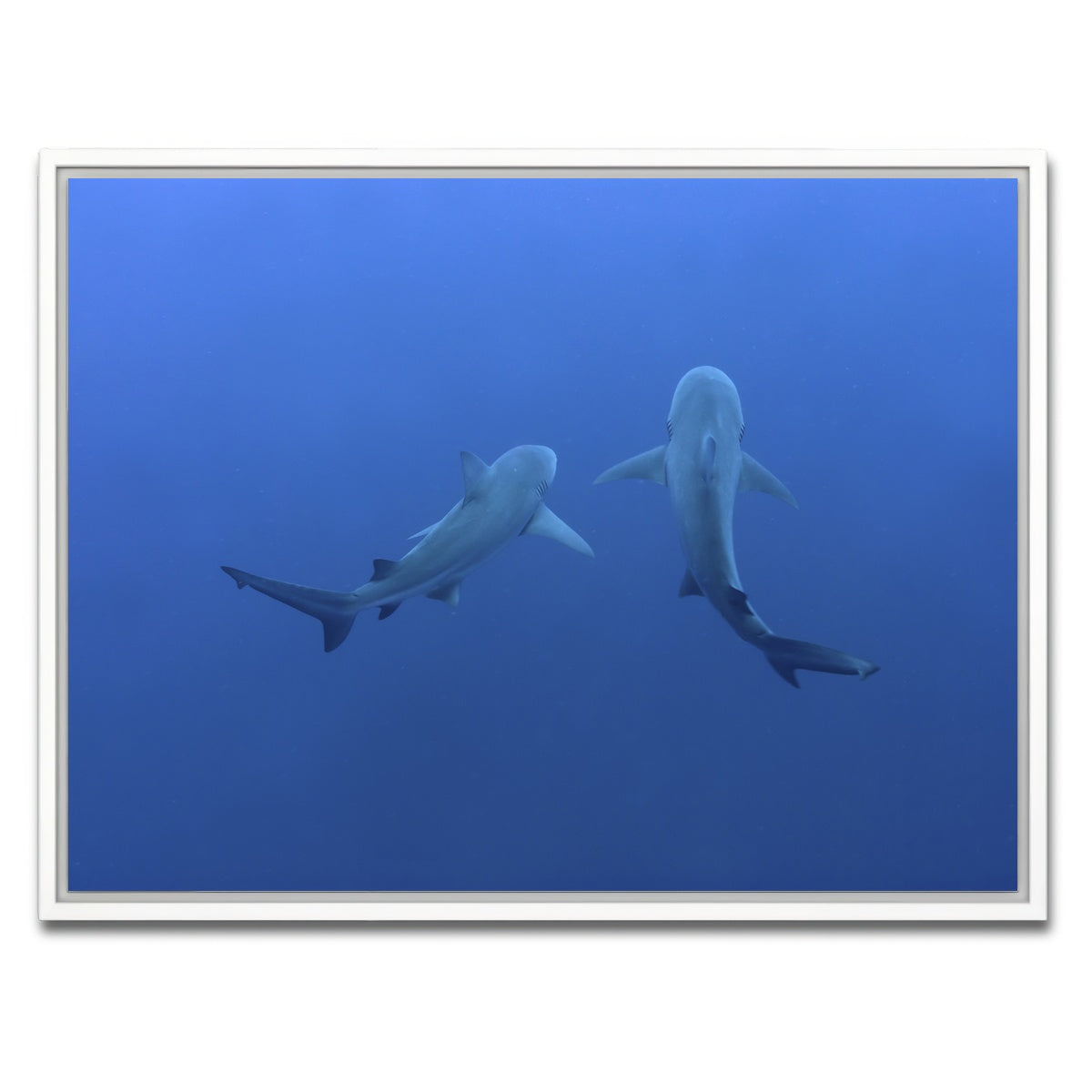 AUTO-MOCKUP WHITE | Shark mates | 1 Piece | White Framed Canvas | group=4x3